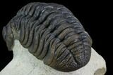 Bumpy Morocops Trilobite - Foum Zguid, Morocco #89300-3